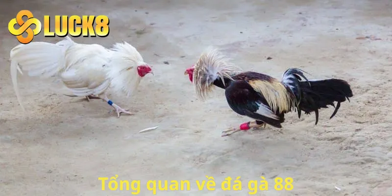 Tổng quan về kênh đá gà 88