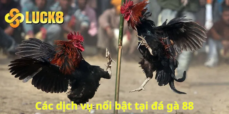 Các dịch vụ nổi bật tại đá gà 88