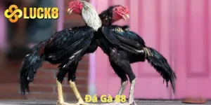 đá gà 88
