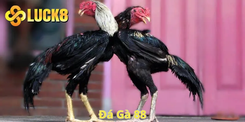đá gà 88