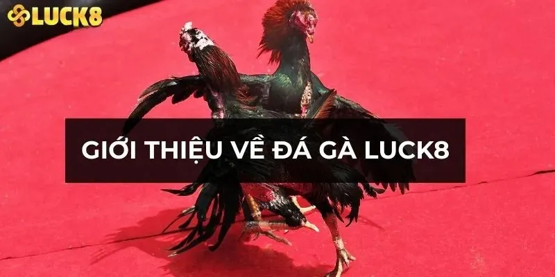 Giới thiệu tổng quan về đá gà LUCK8