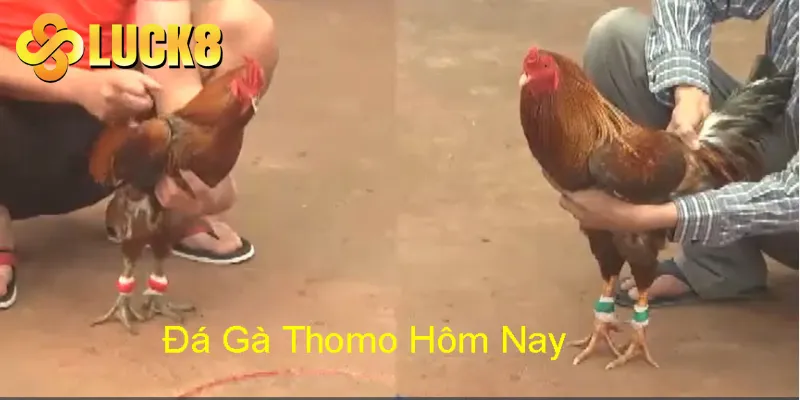 Giới thiệu chung về bộ môn đá gà Thomo