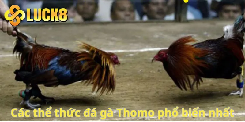 Các thể thức đá gà Thomo phổ biến nhất