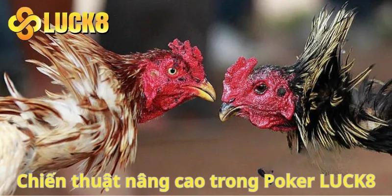 Chiến lược đặt cược đá gà hiệu quả từ cao thủ chuyên nghiệp