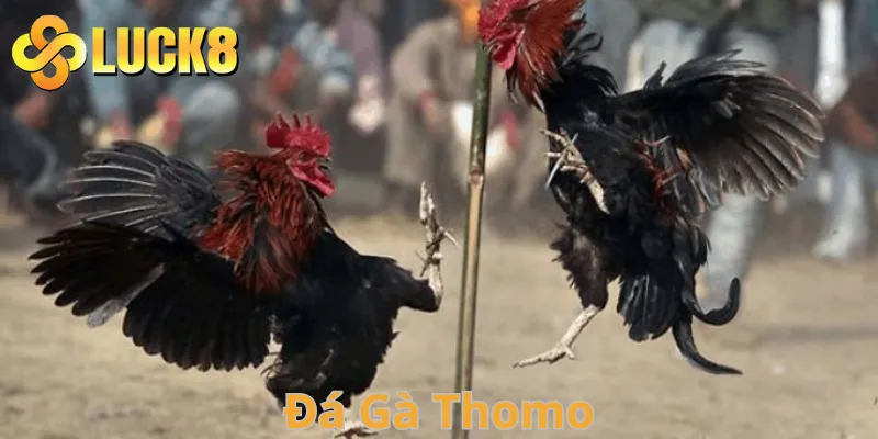 Đá gà Thomo