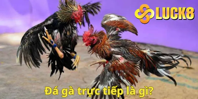 Đá gà trực tiếp là gì?