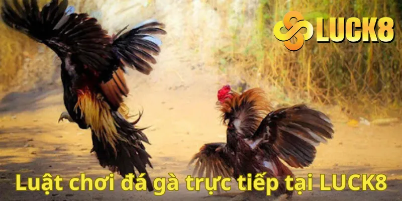 Luật chơi đá gà trực tiếp tại LUCK8