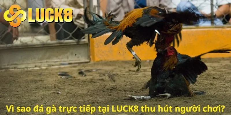 Vì sao đá gà trực tiếp tại LUCK8 thu hút người chơi?