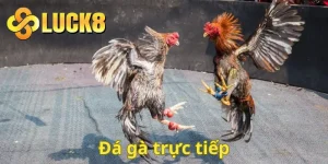 Đá gà trực tiếp