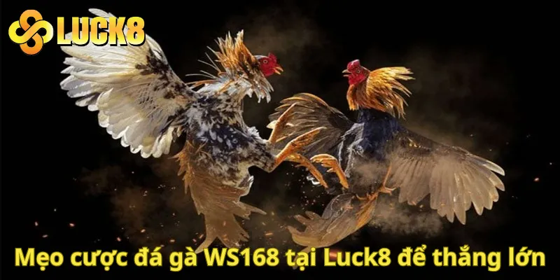 Mẹo cược đá gà WS168 tại Luck8 để thắng lớn
